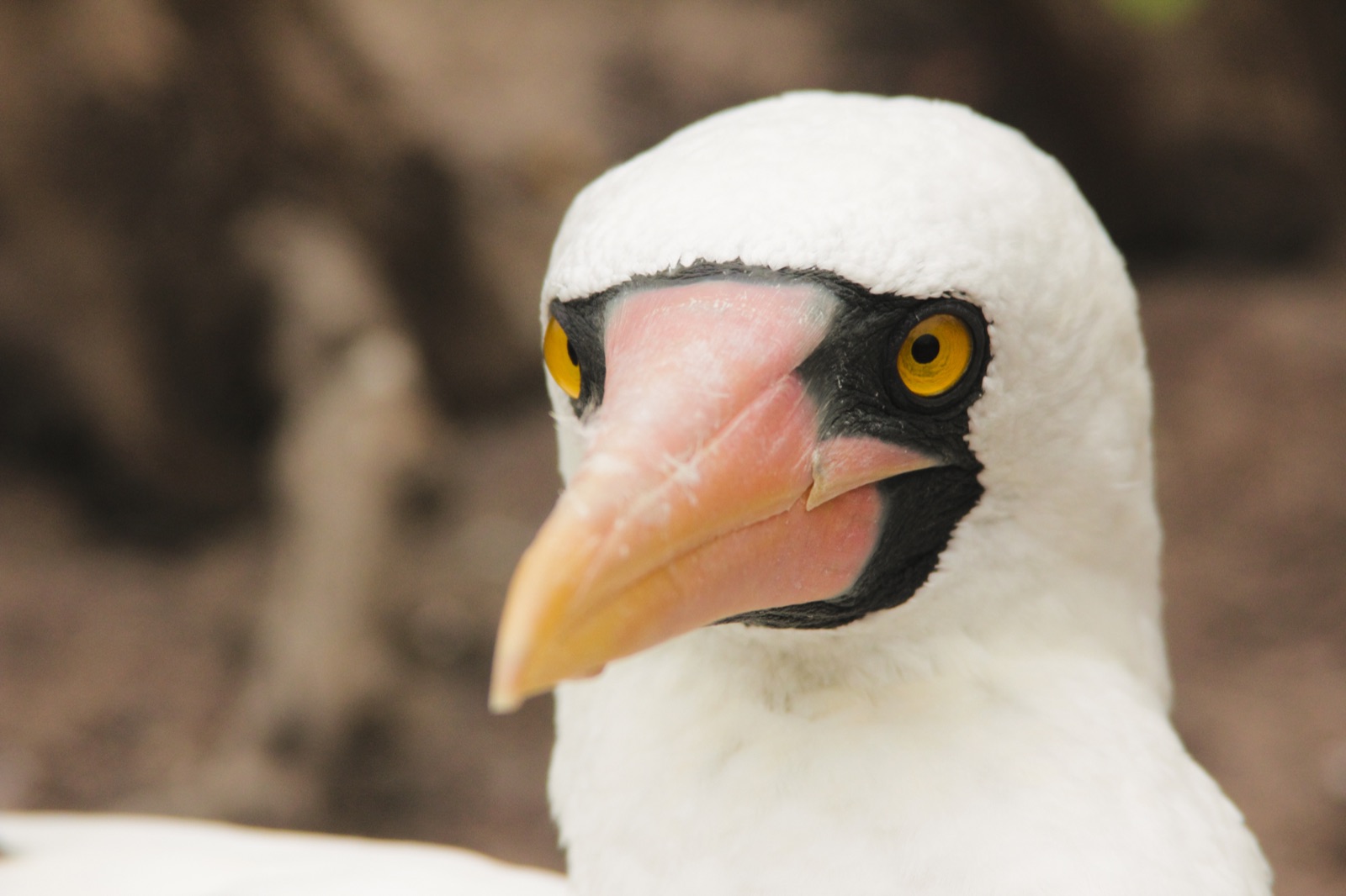 Fou masqué des Galápagos