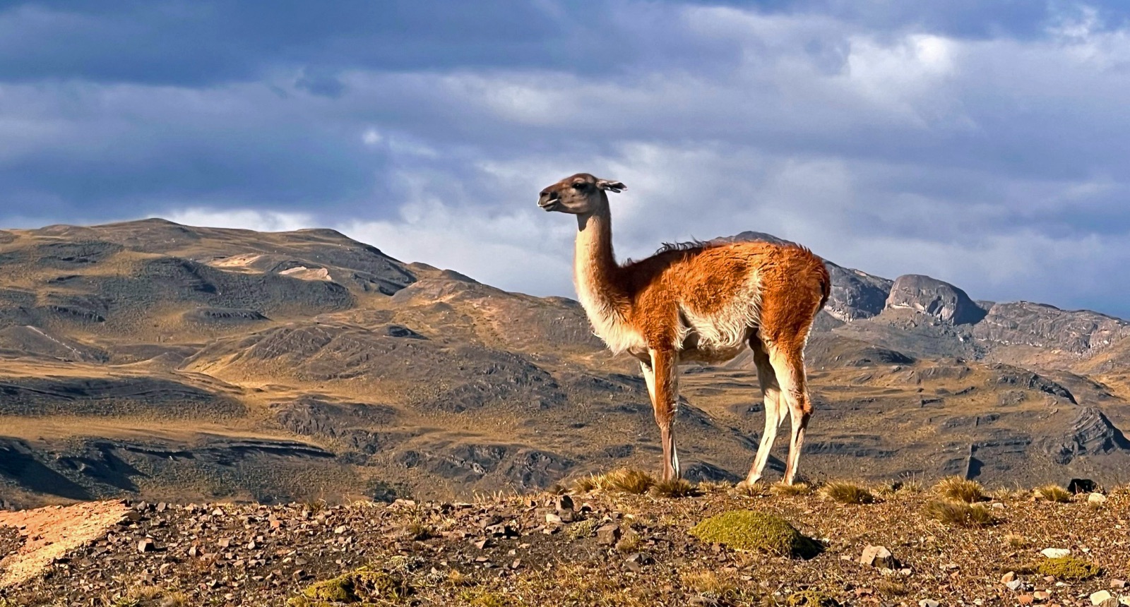 Guanaco dans un paysage andin aride