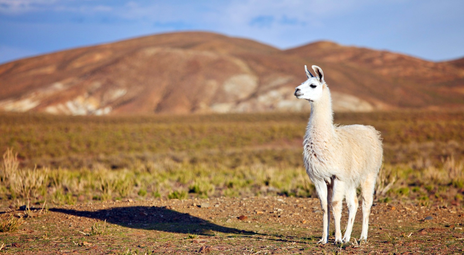 Lama dans la cordillère des Andes