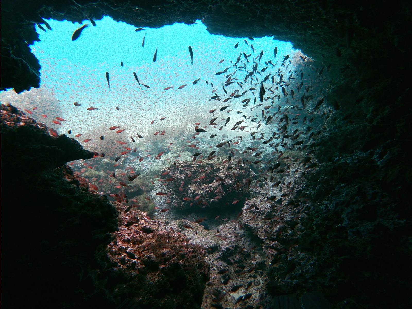 Plongée sous-marine aux Galápagos