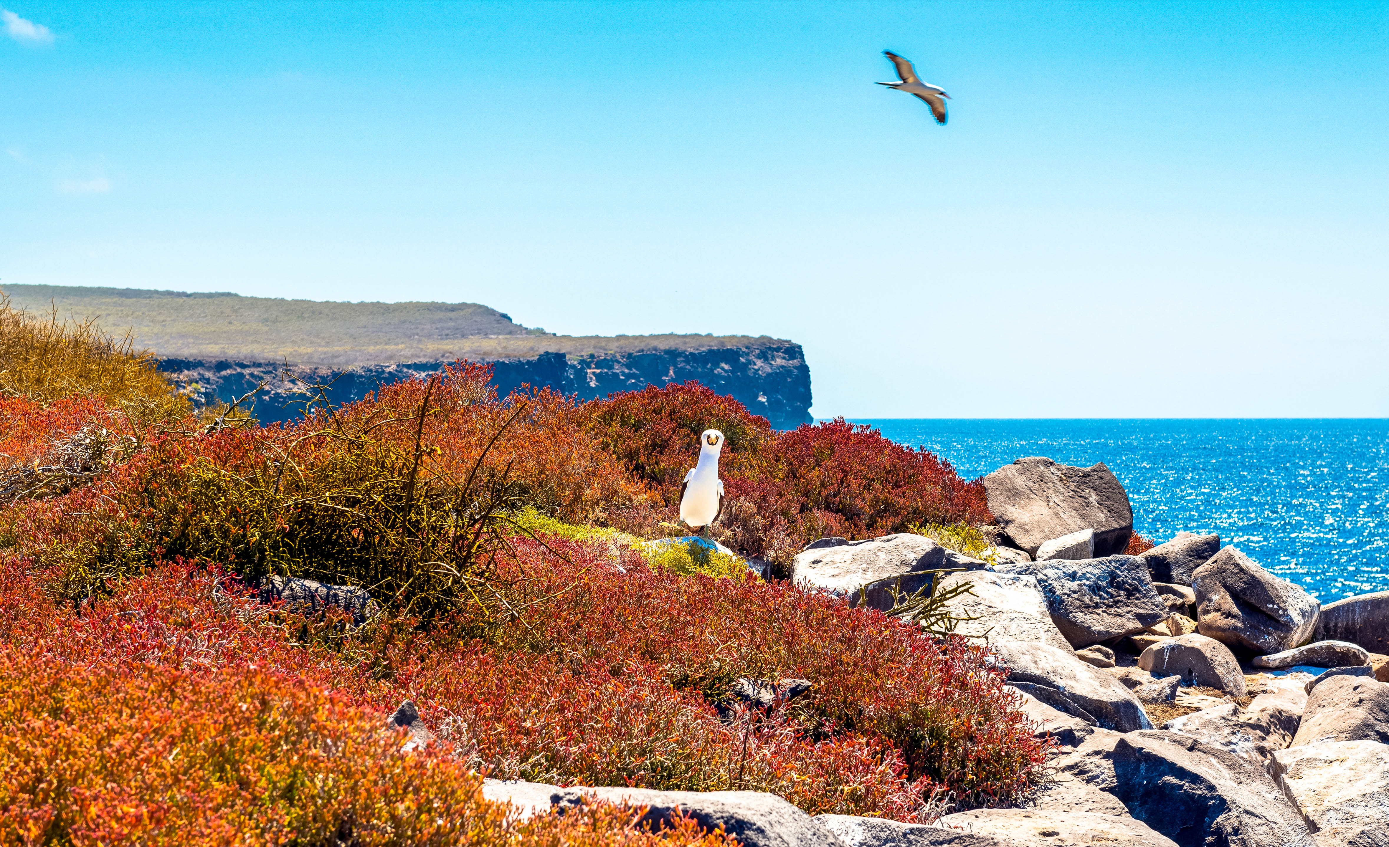Albatros des Galápagos, Punta Suárez, Española