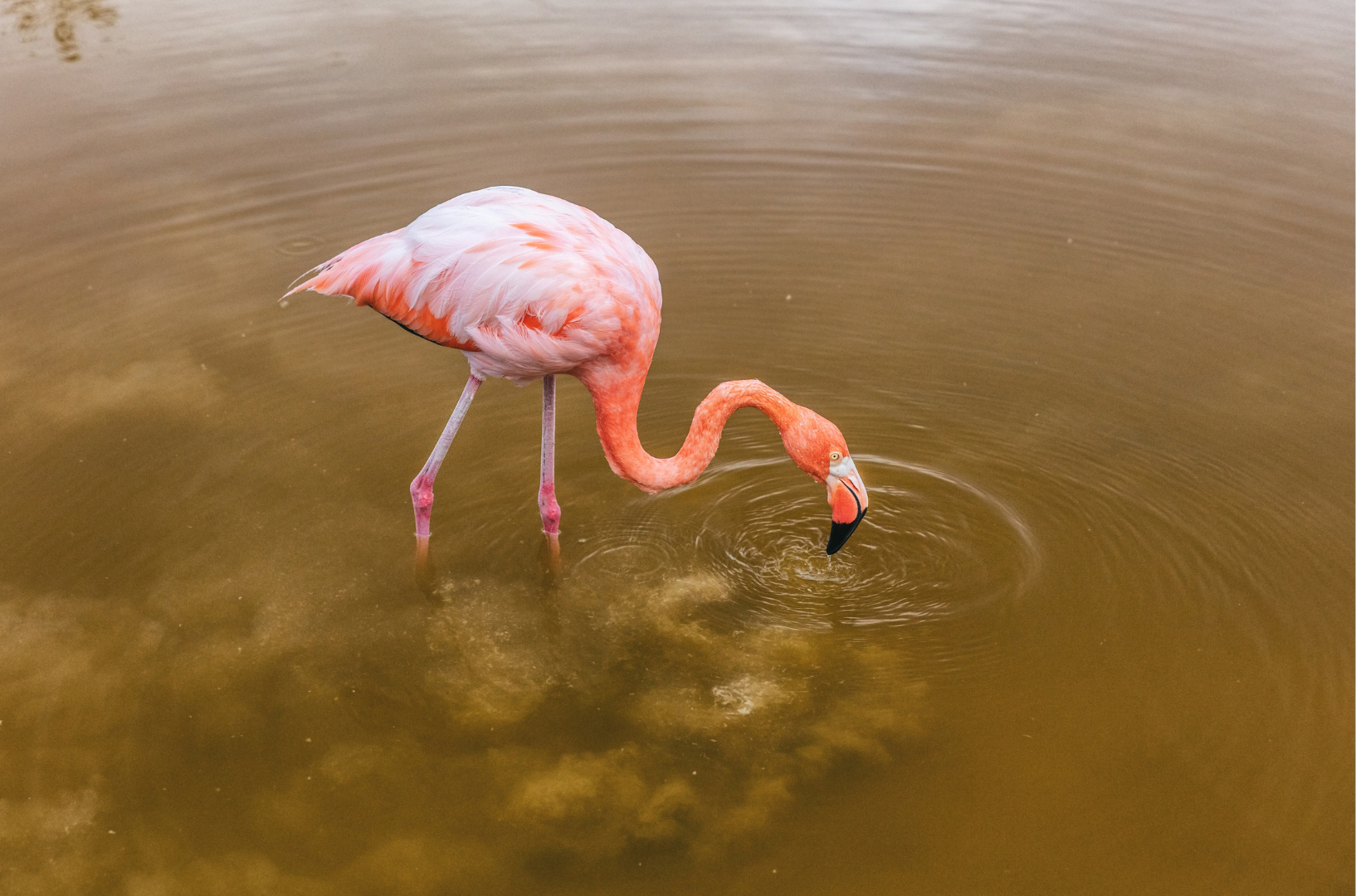 Flamant rose, Galápagos