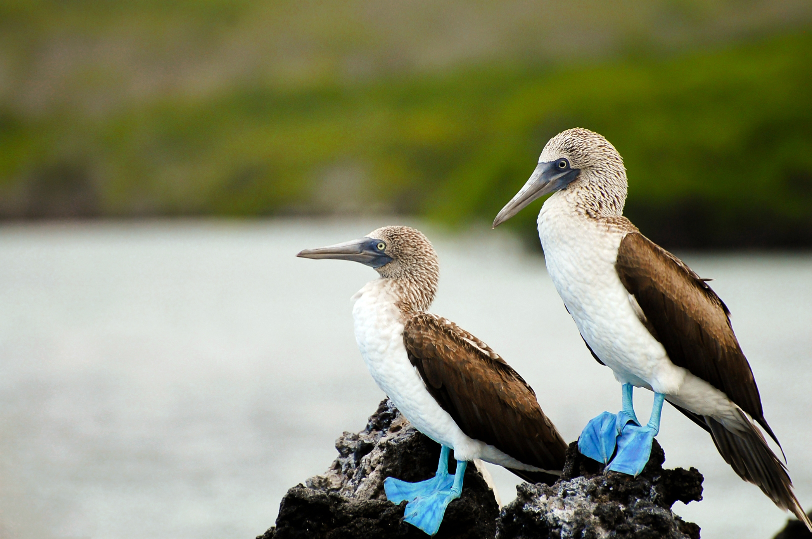Fou à pattes bleues, Galápagos
