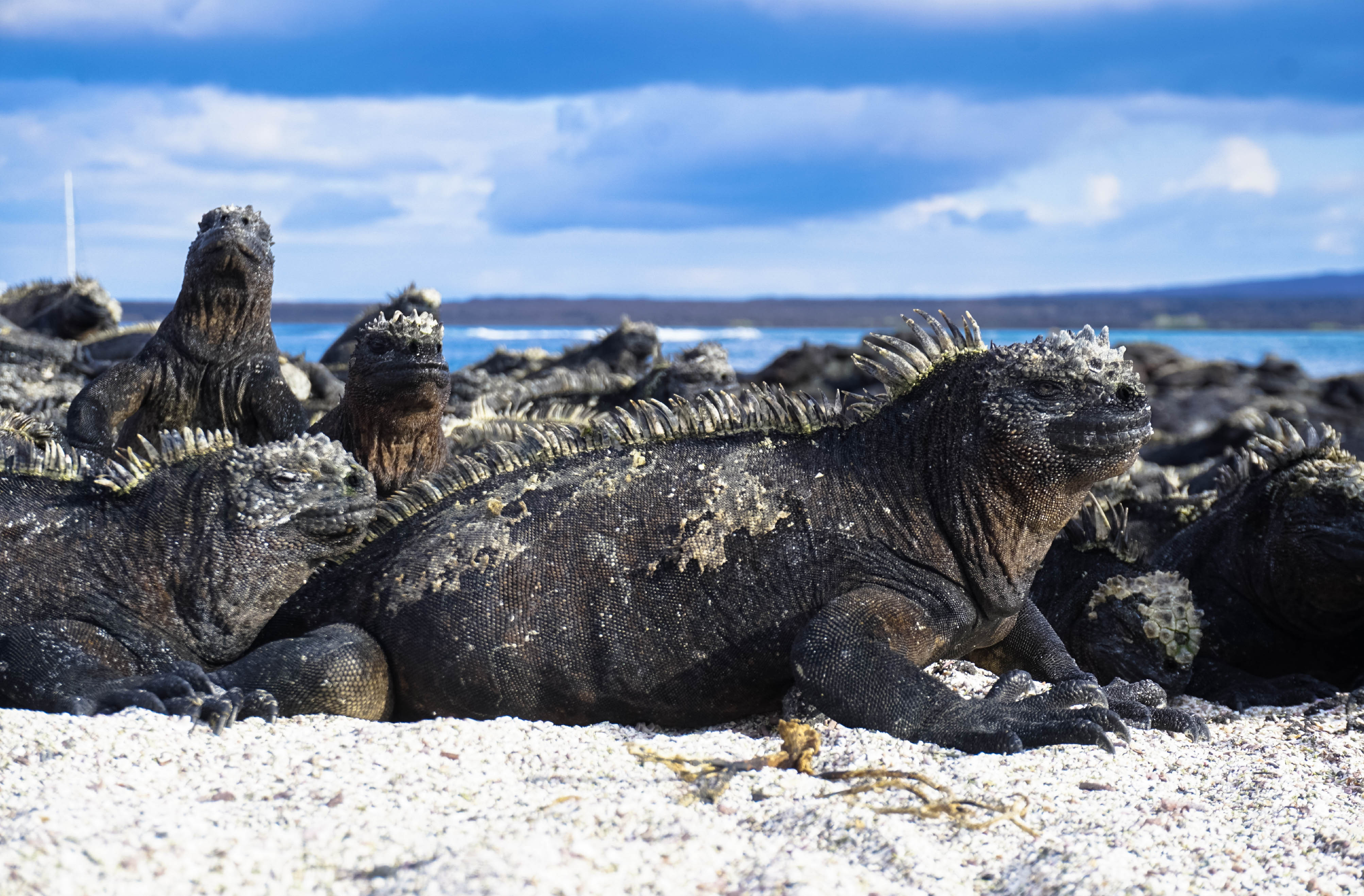 Iguane marin, Galápagos