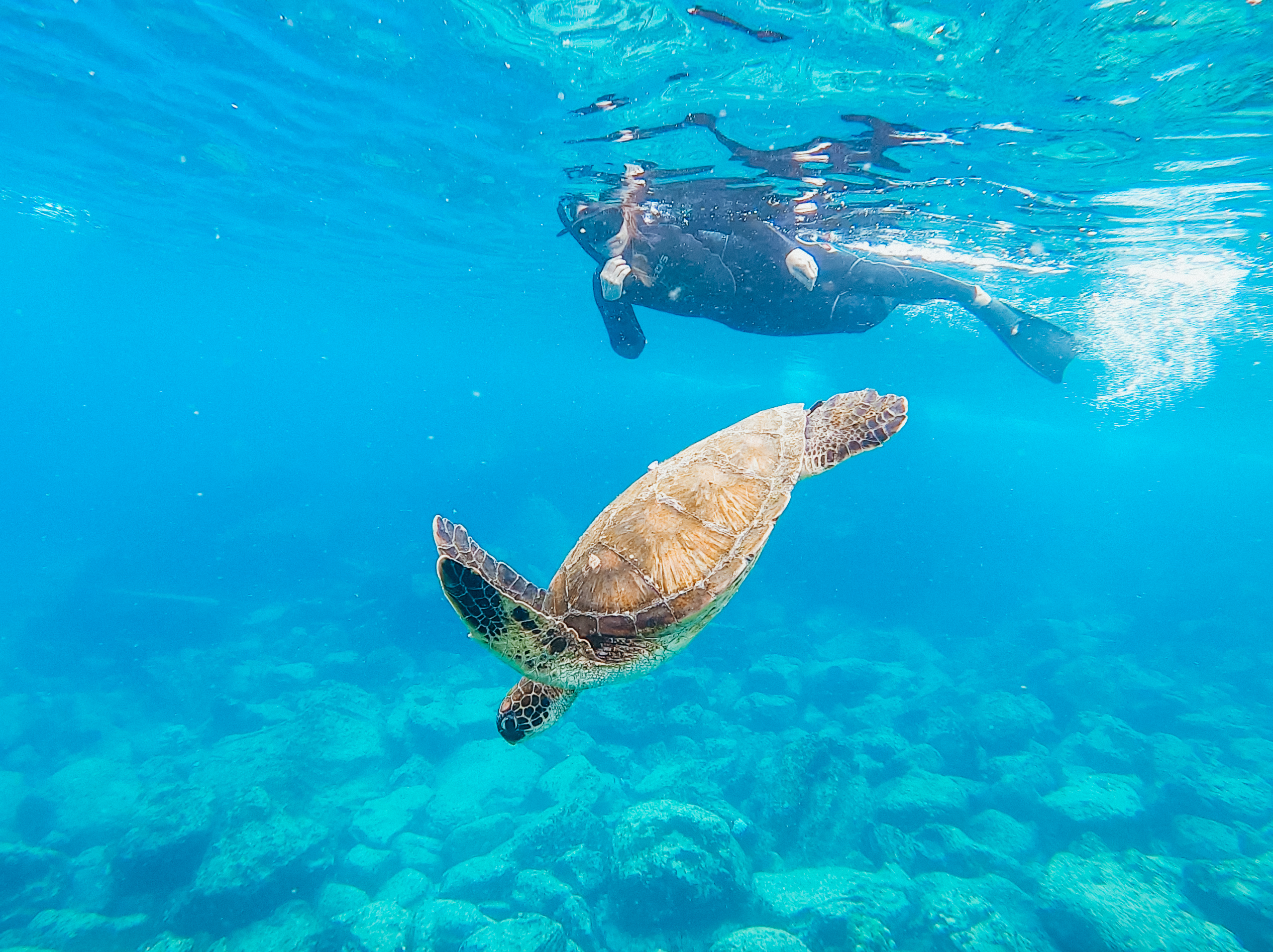 Snorkeling aux Galápagos