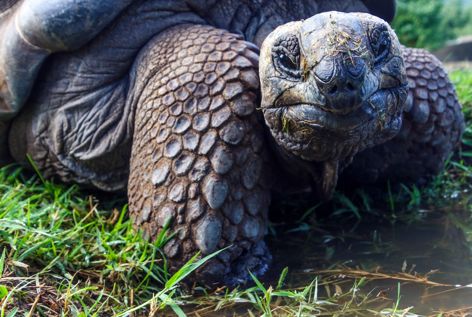 Tortue marine, Galápagos