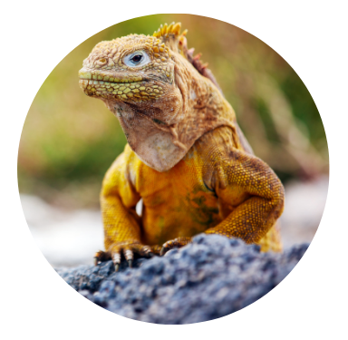 Iguane des Galápagos