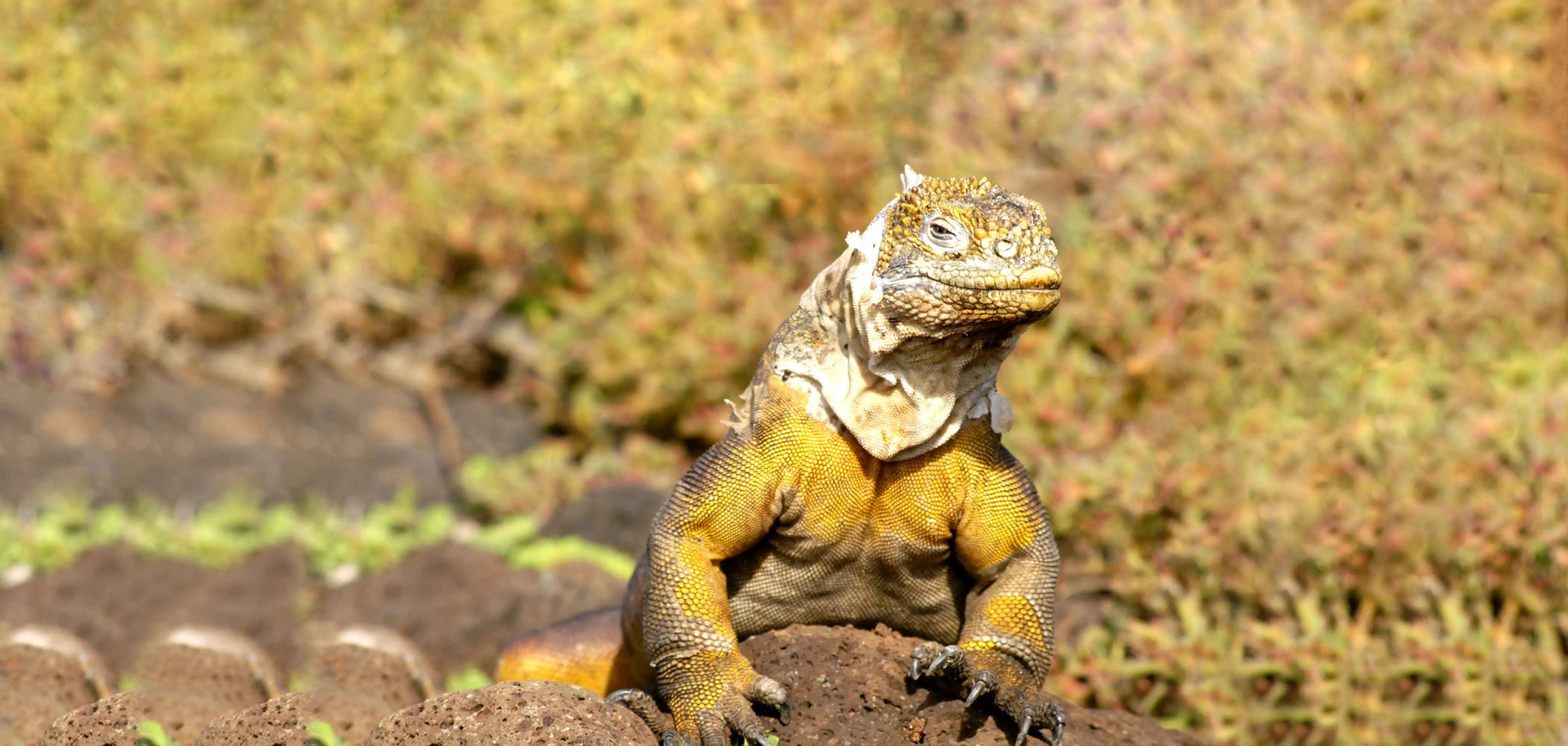 Galápagos