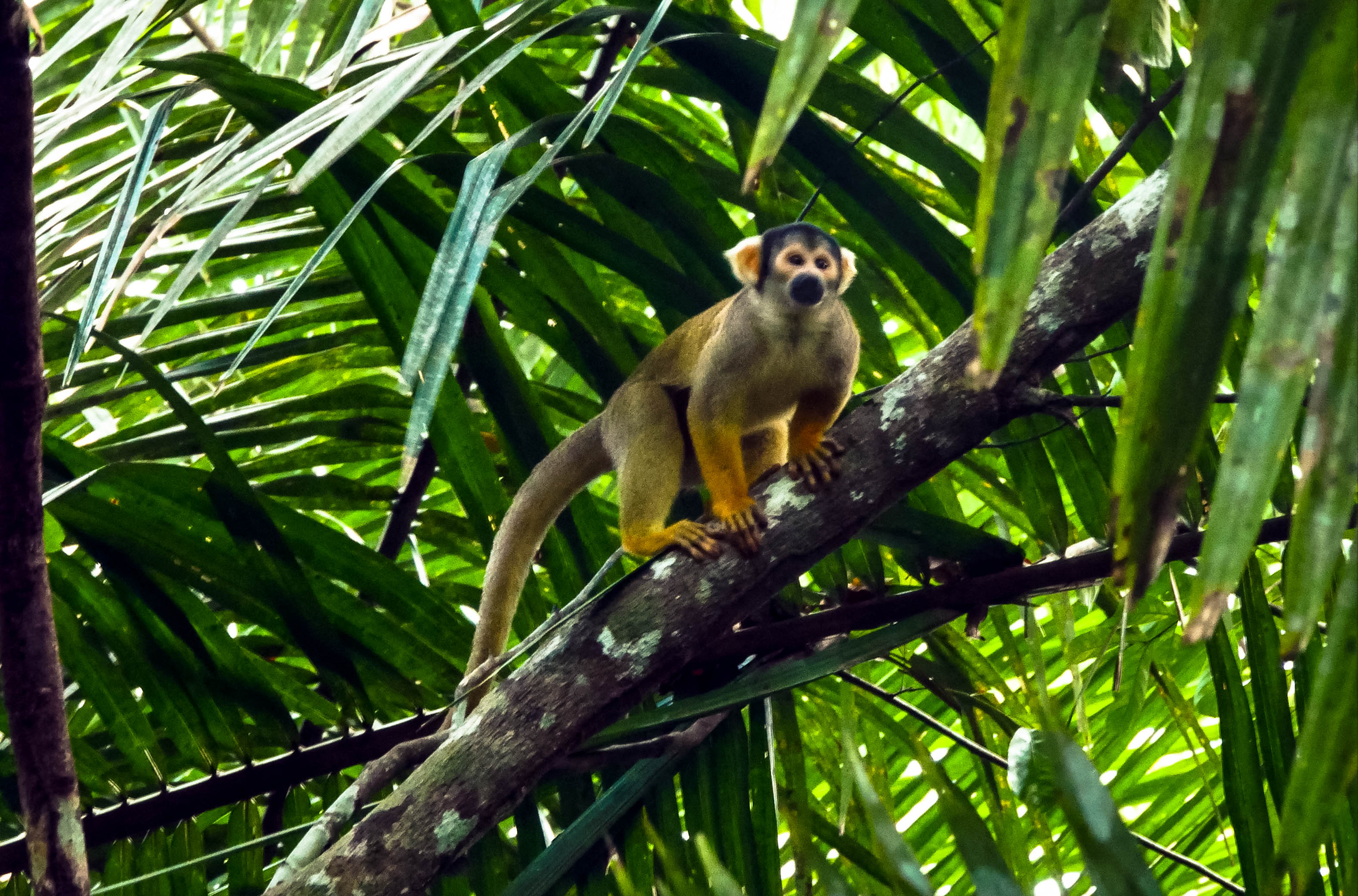 Singe écureuil dans la canopée de la réserve Pacaya Samiria