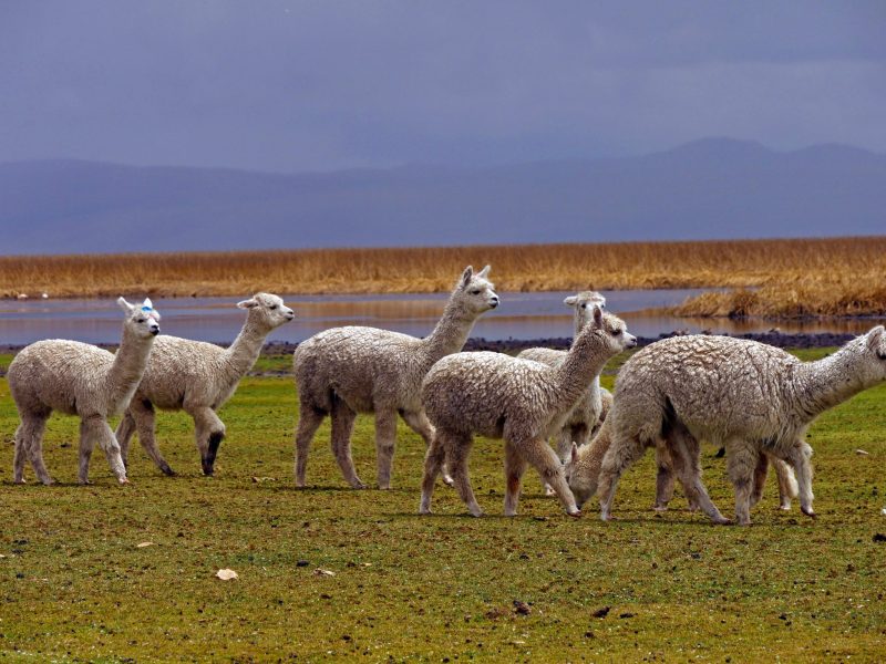 Alpagas dans les Andes