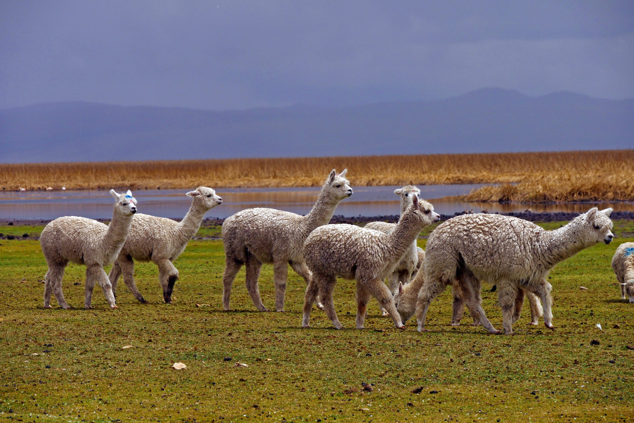 Alpagas dans les Andes
