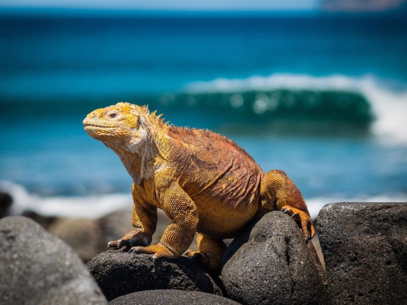 Iguane des Galápagos face à l'océan