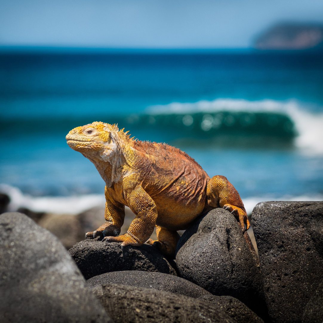 Iguane des Galápagos face à l'océan