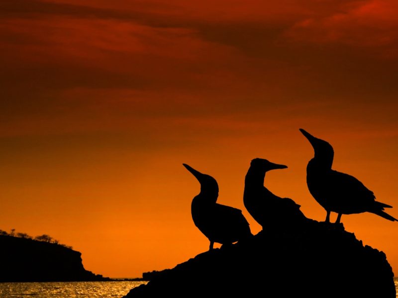 Galapagos piqueros