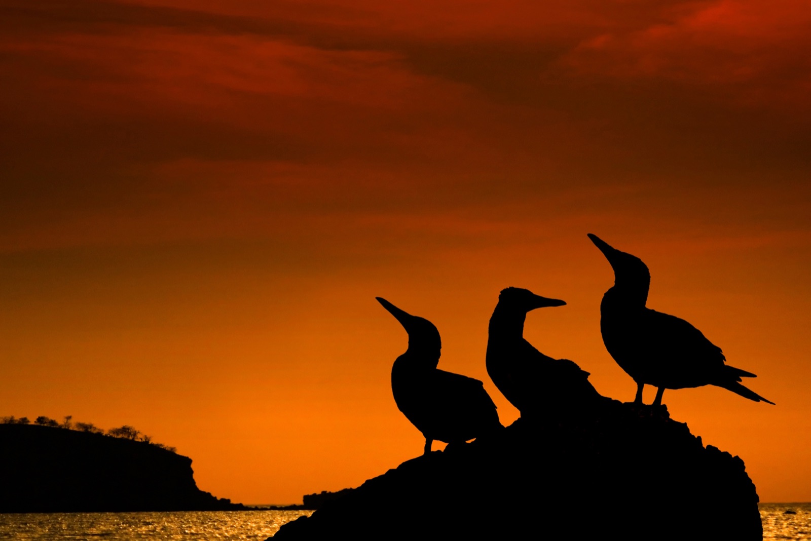 Galapagos piqueros