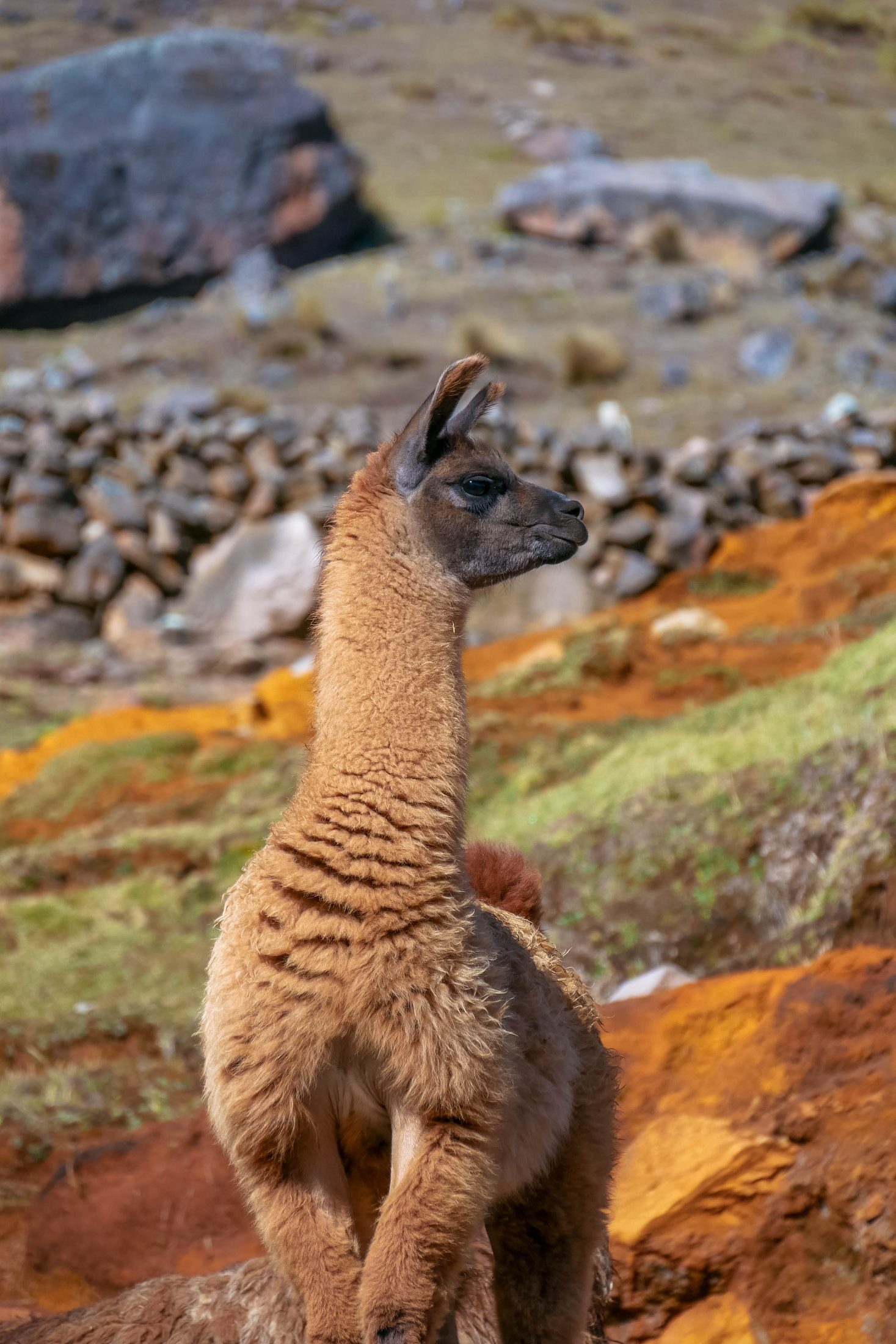 Llama nos valeurs