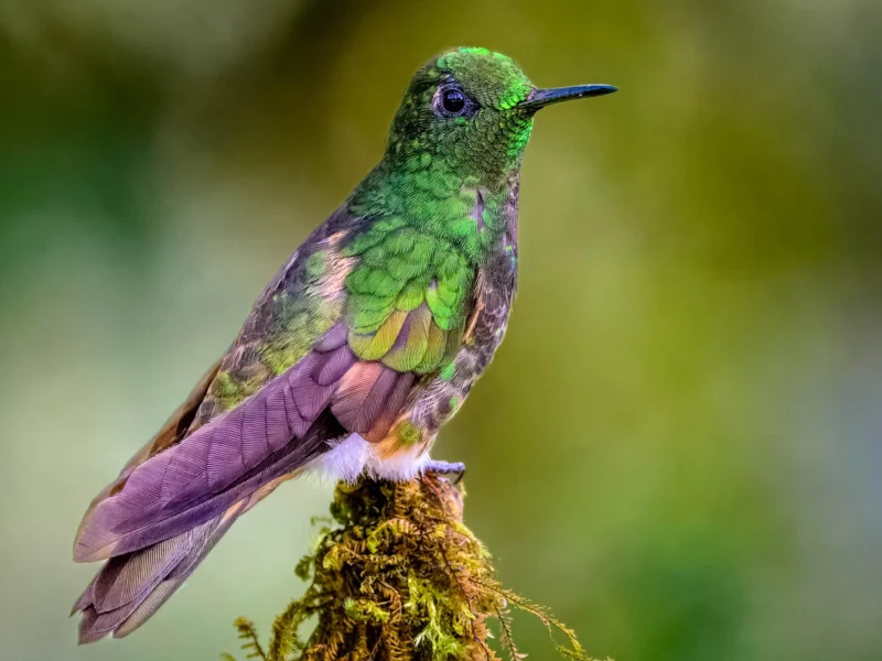 Colibri_resultat