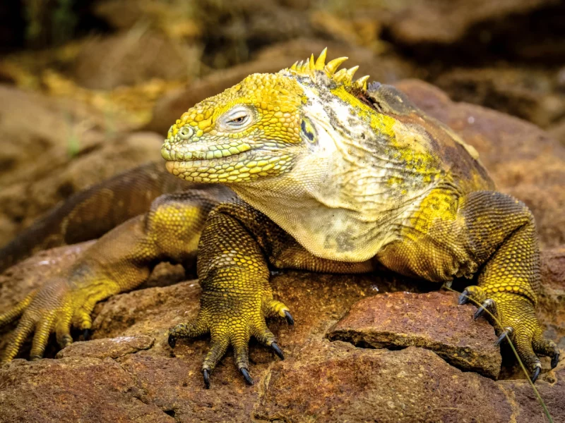 Iguana5_resultat