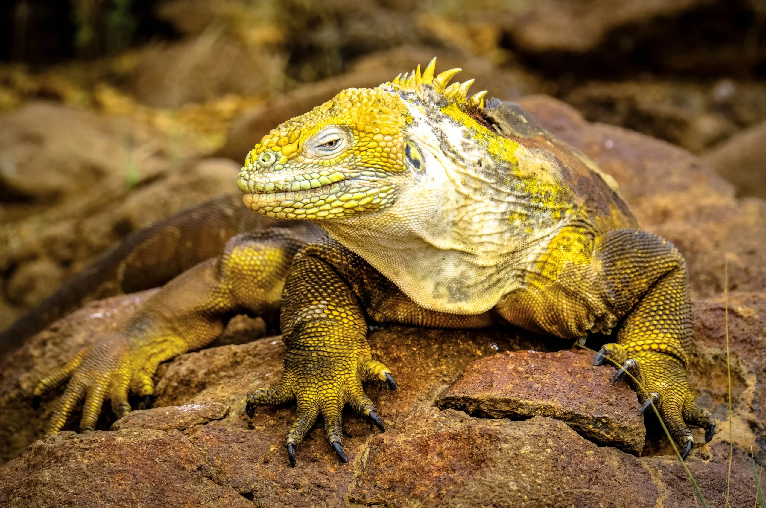 Galápagos intégral : aventure active entre mer et îles