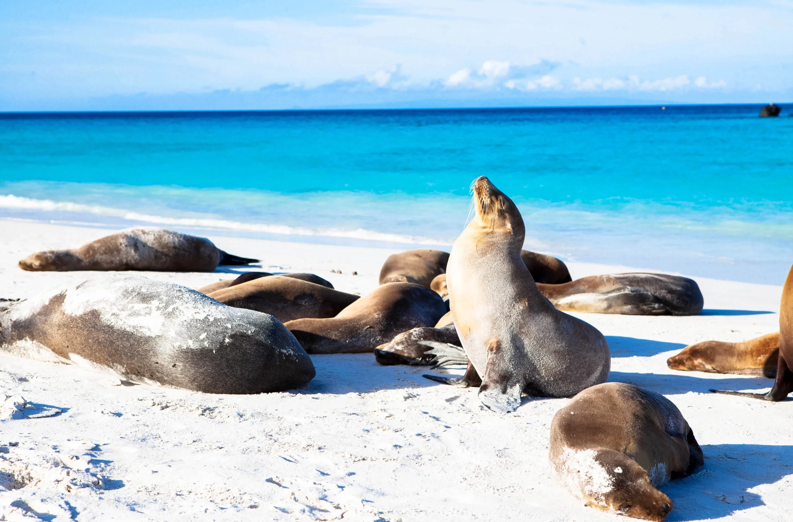 Otarie galapagos_resultat