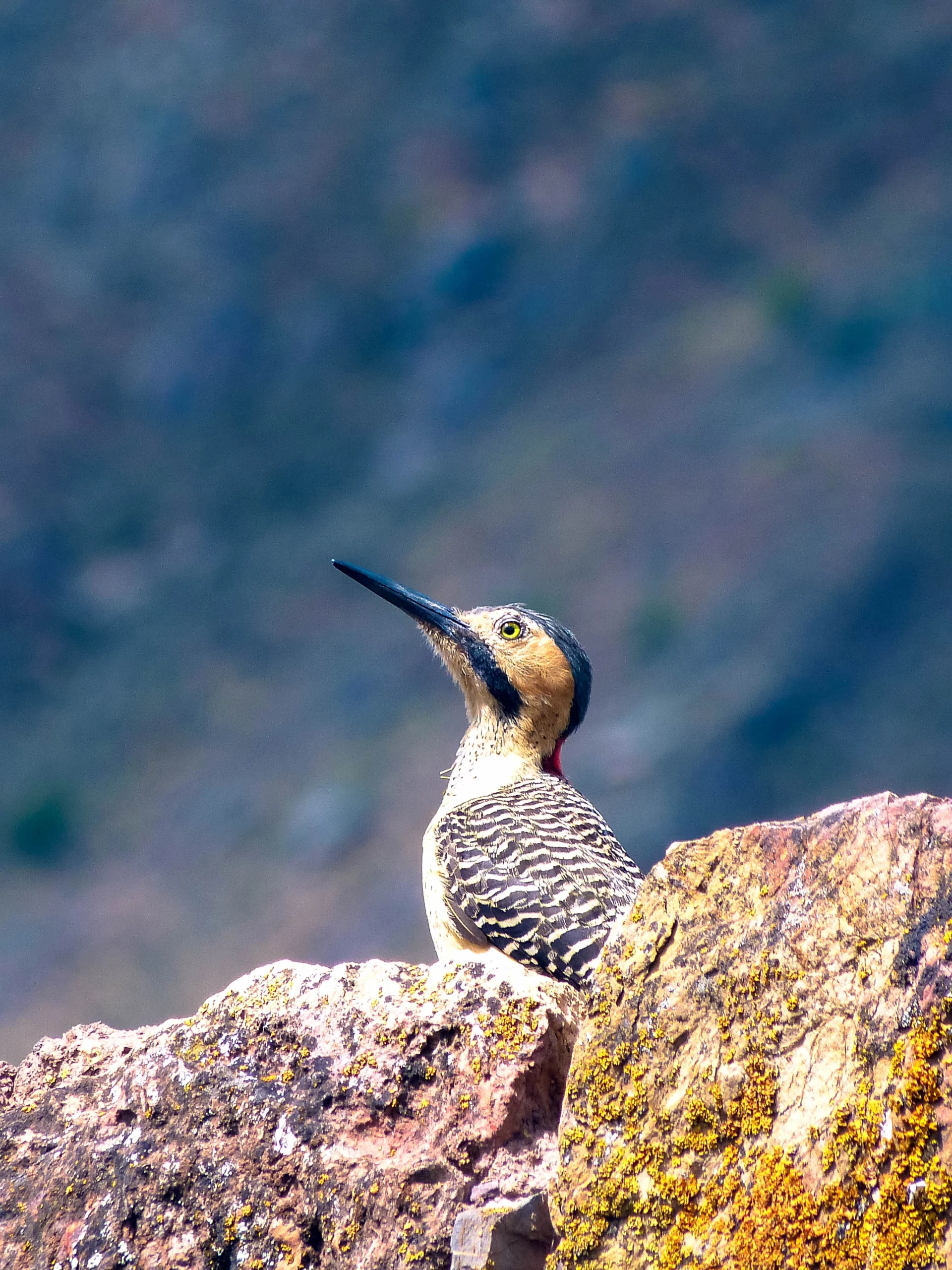 Traversée de la Réserve Nor Yauyos Cochas