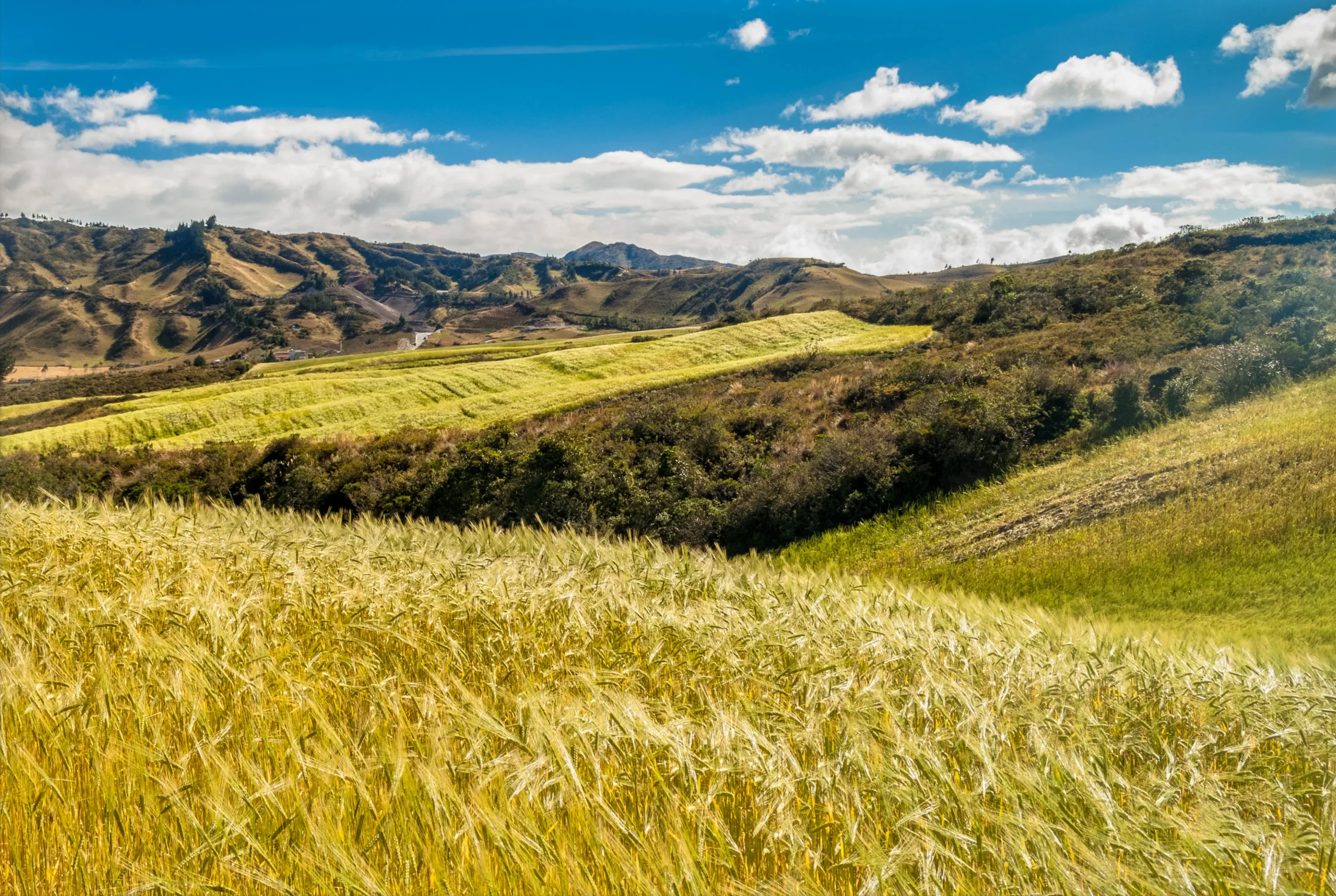 campo-cuicocha_resultat