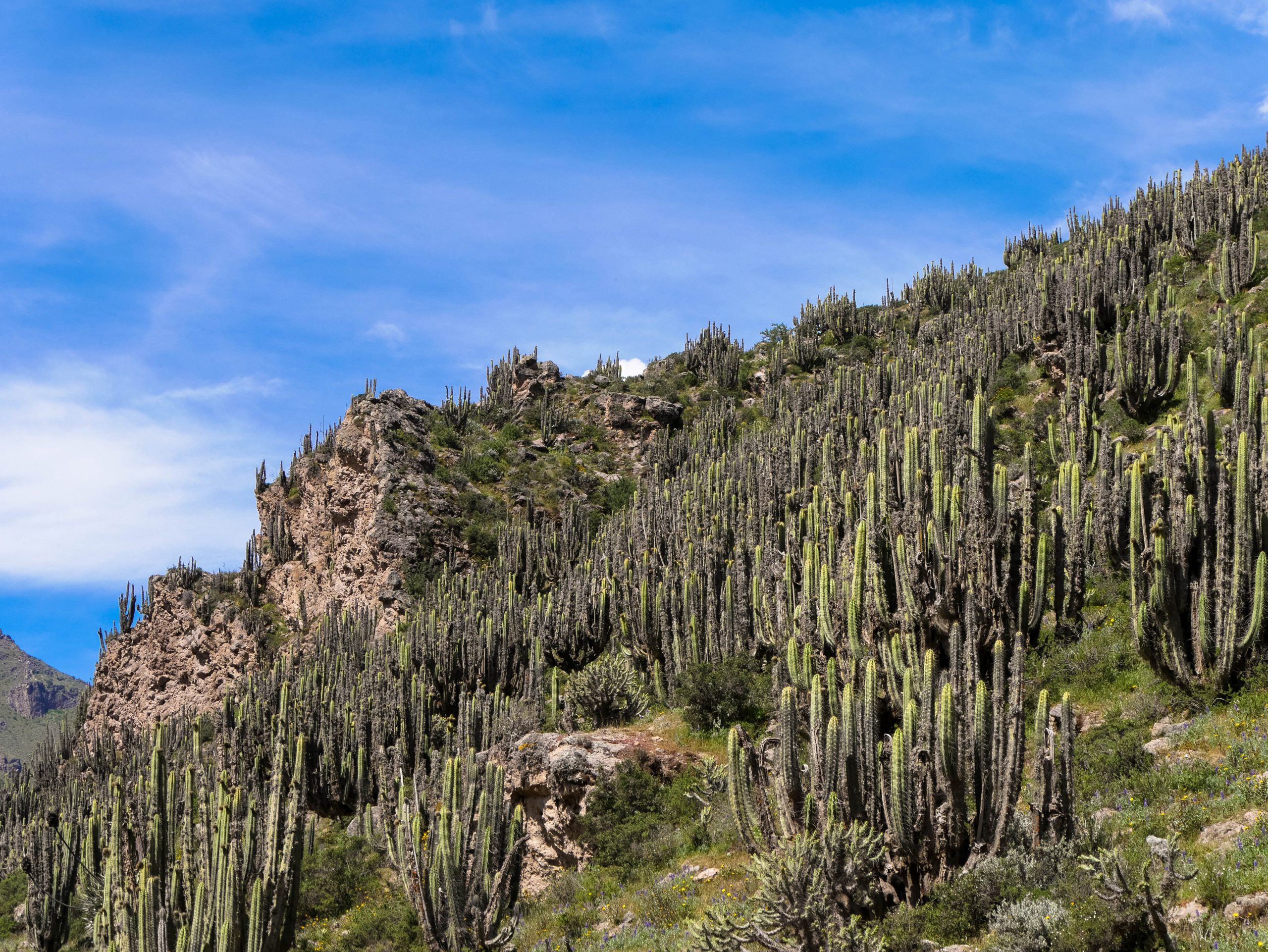 Canyon de Colca — photo 1