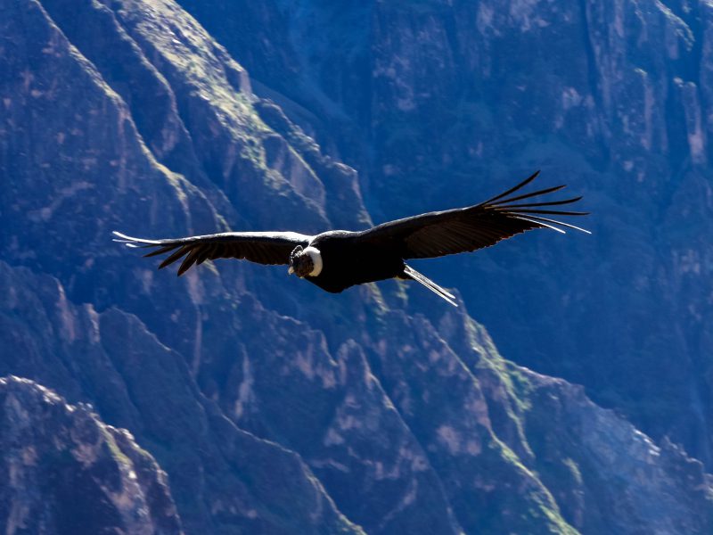 Canyon de Colca — photo 8