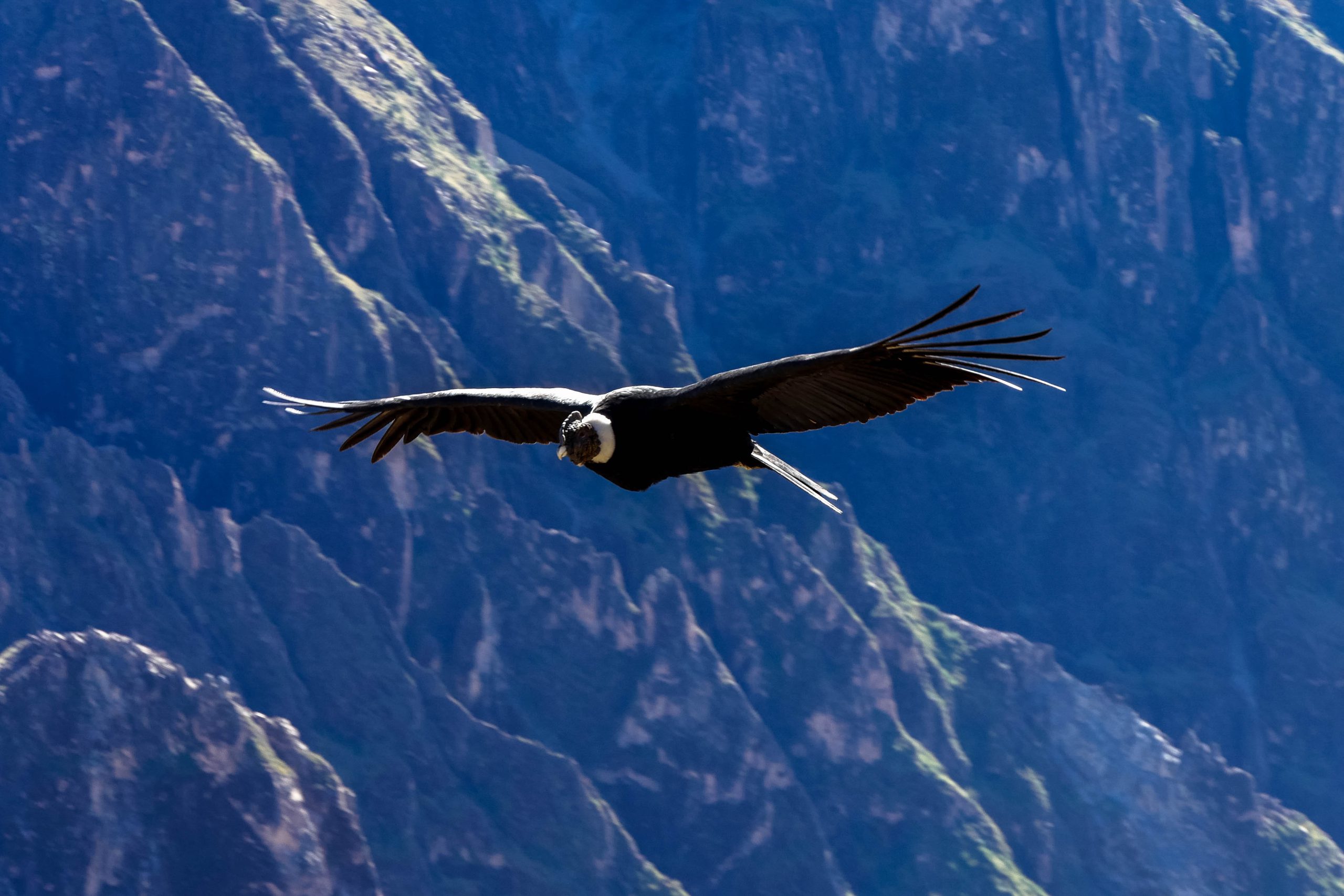 Canyon de Colca et Haut Colca — photo 8