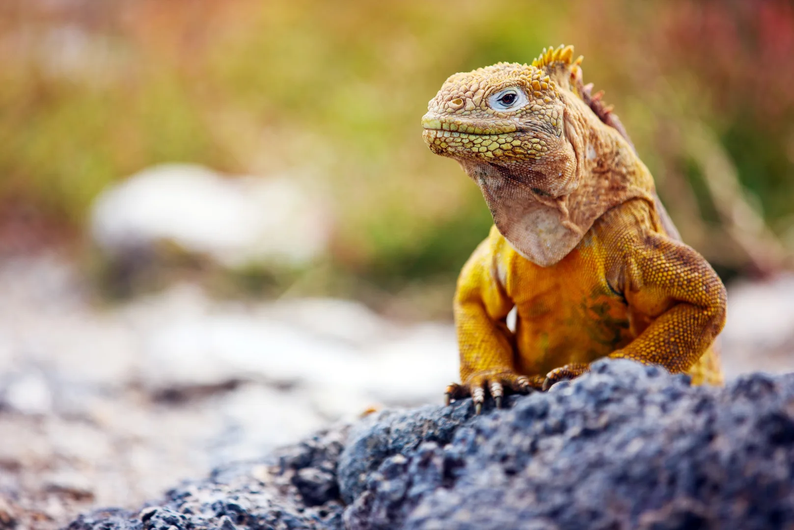 iguana2_resultat