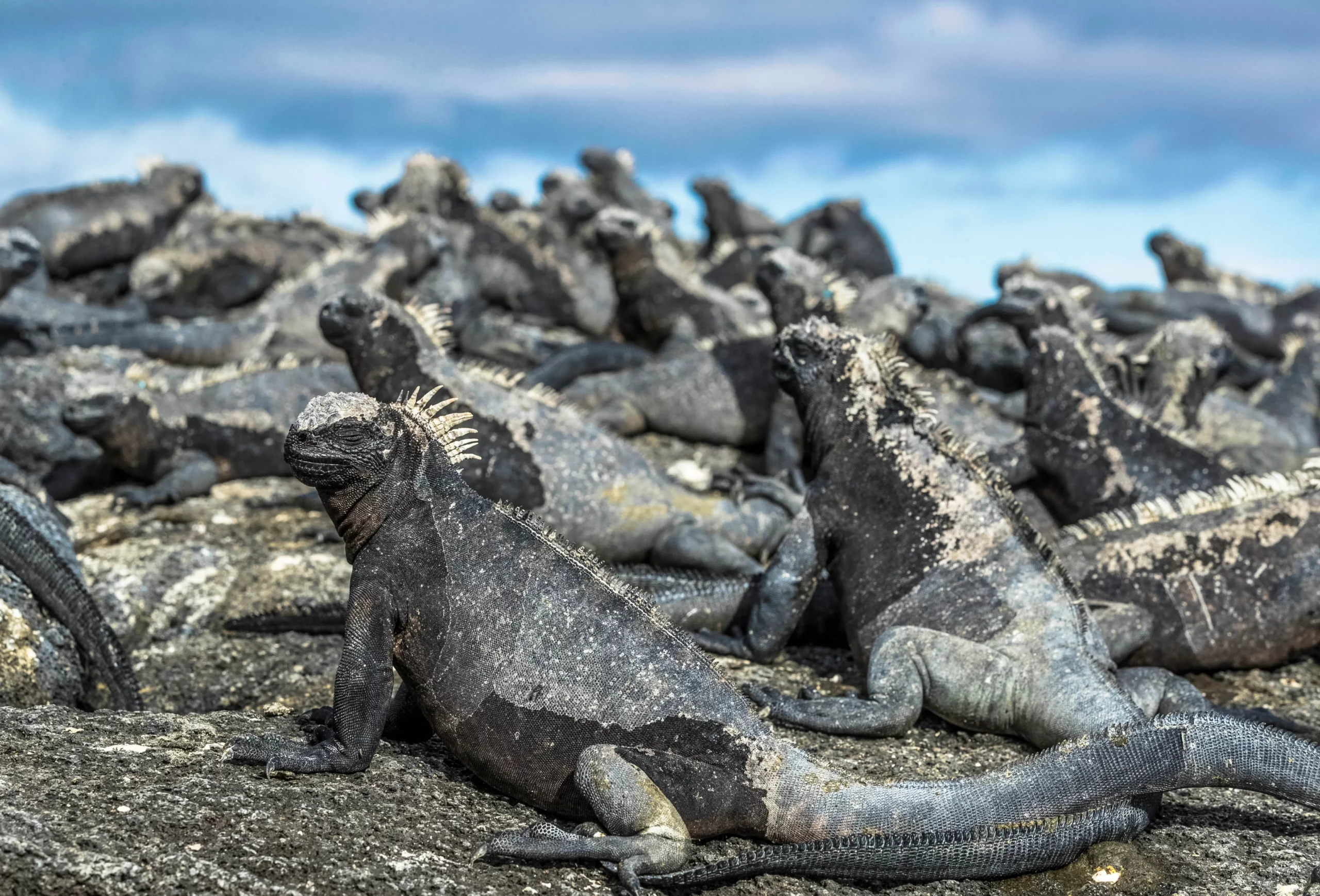 iguanas Fernandina_resultat