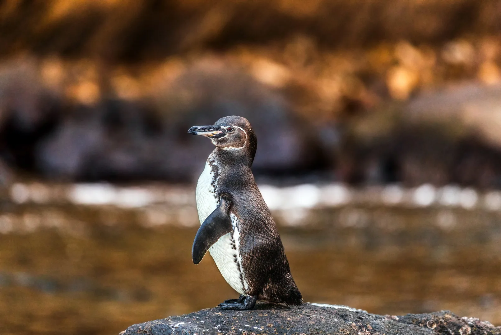 pinguino_resultat