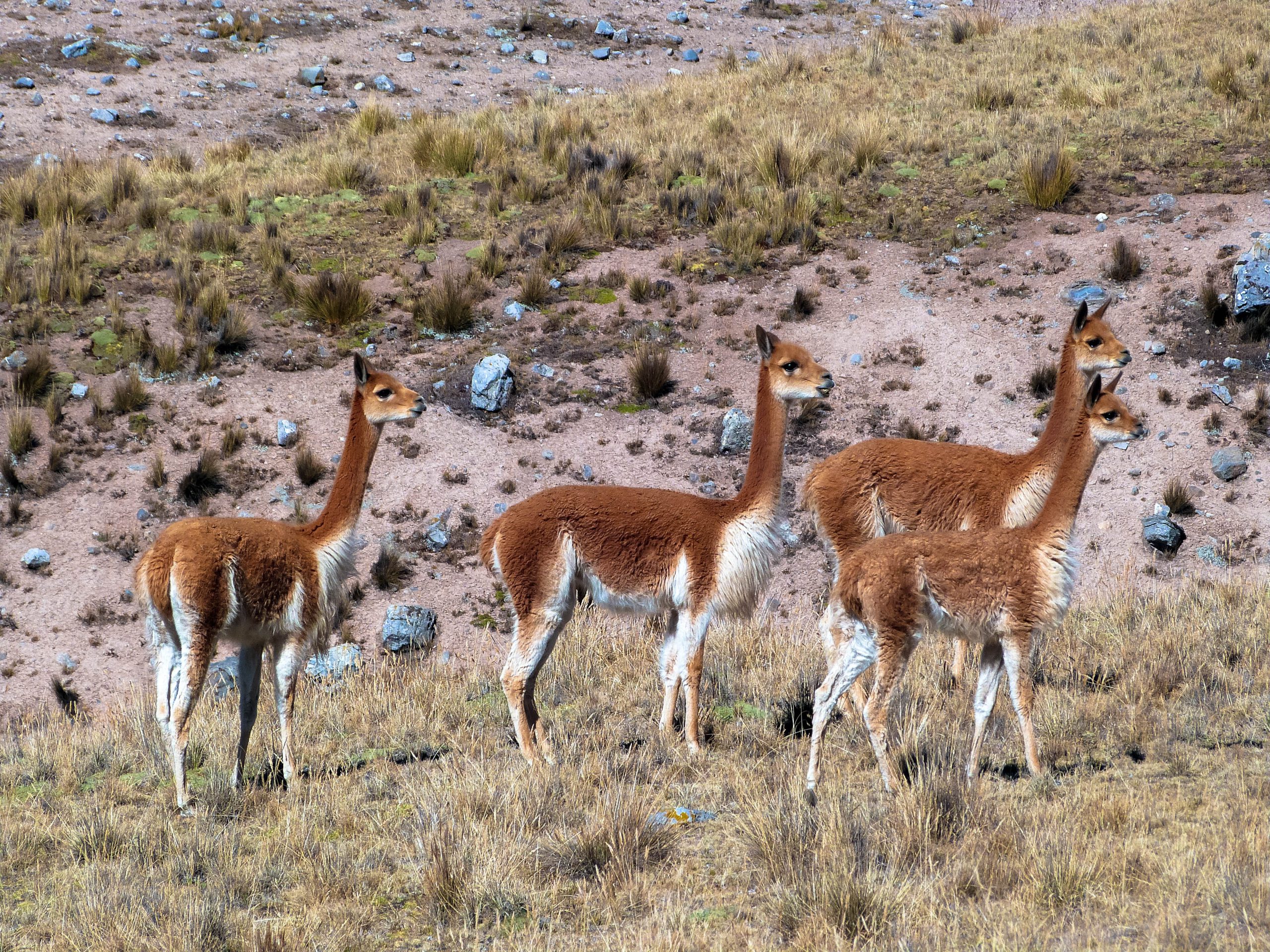 Route inca de Xauxa à Pachacamac — photo 9