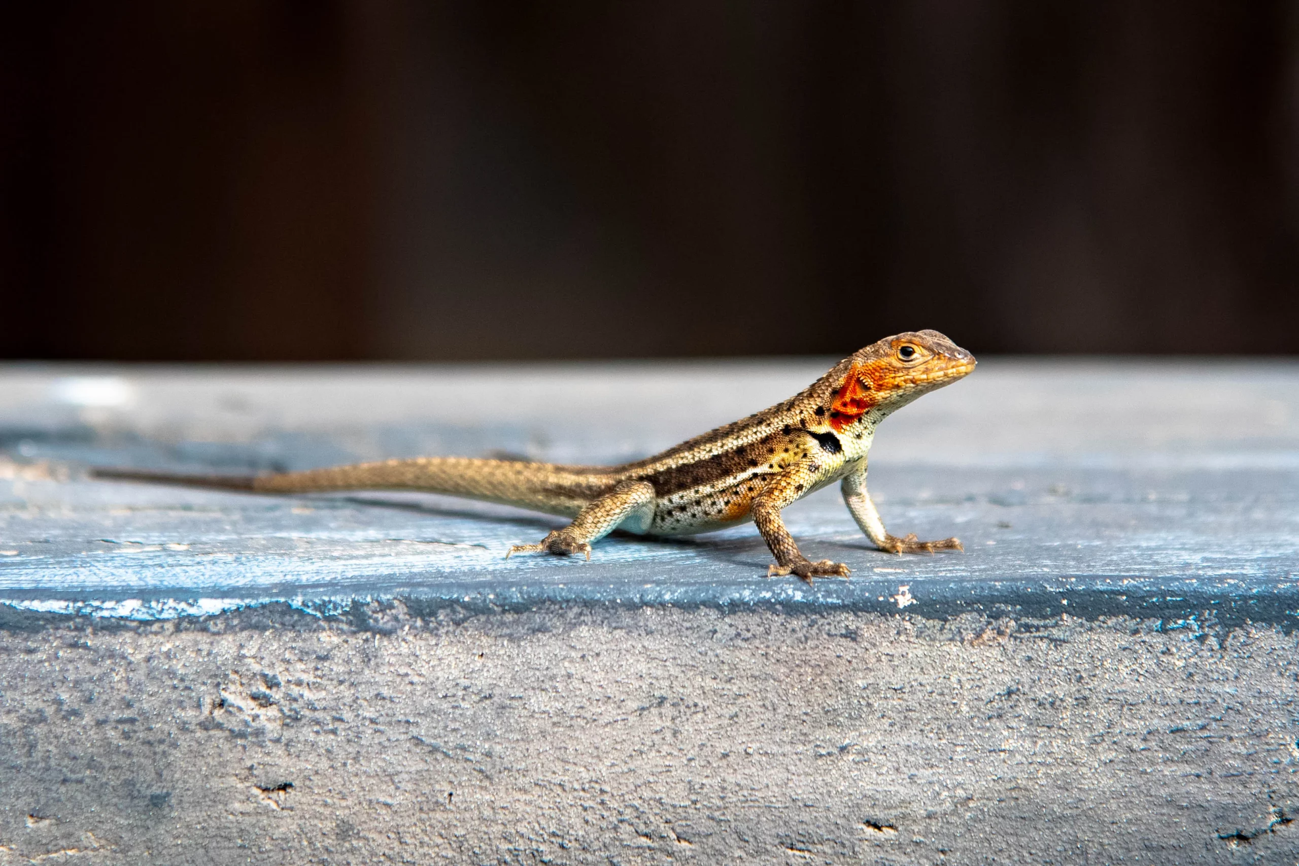 slider animales 06_resultat