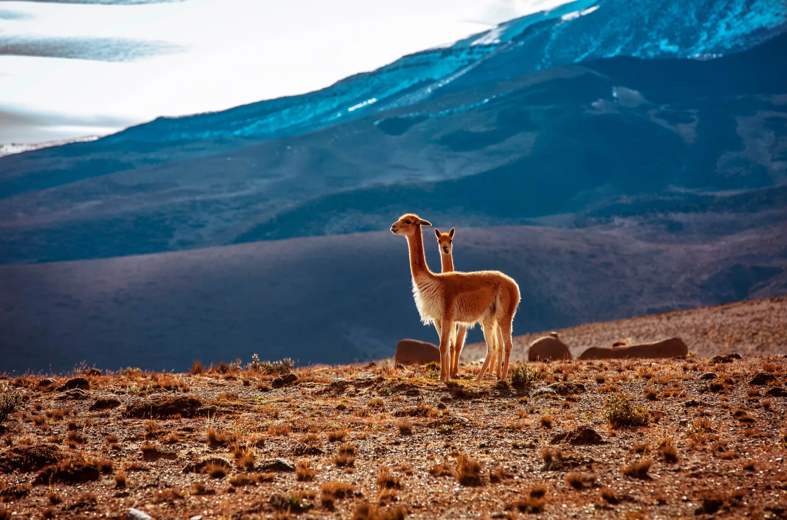vicuñas chimborazo_resultat