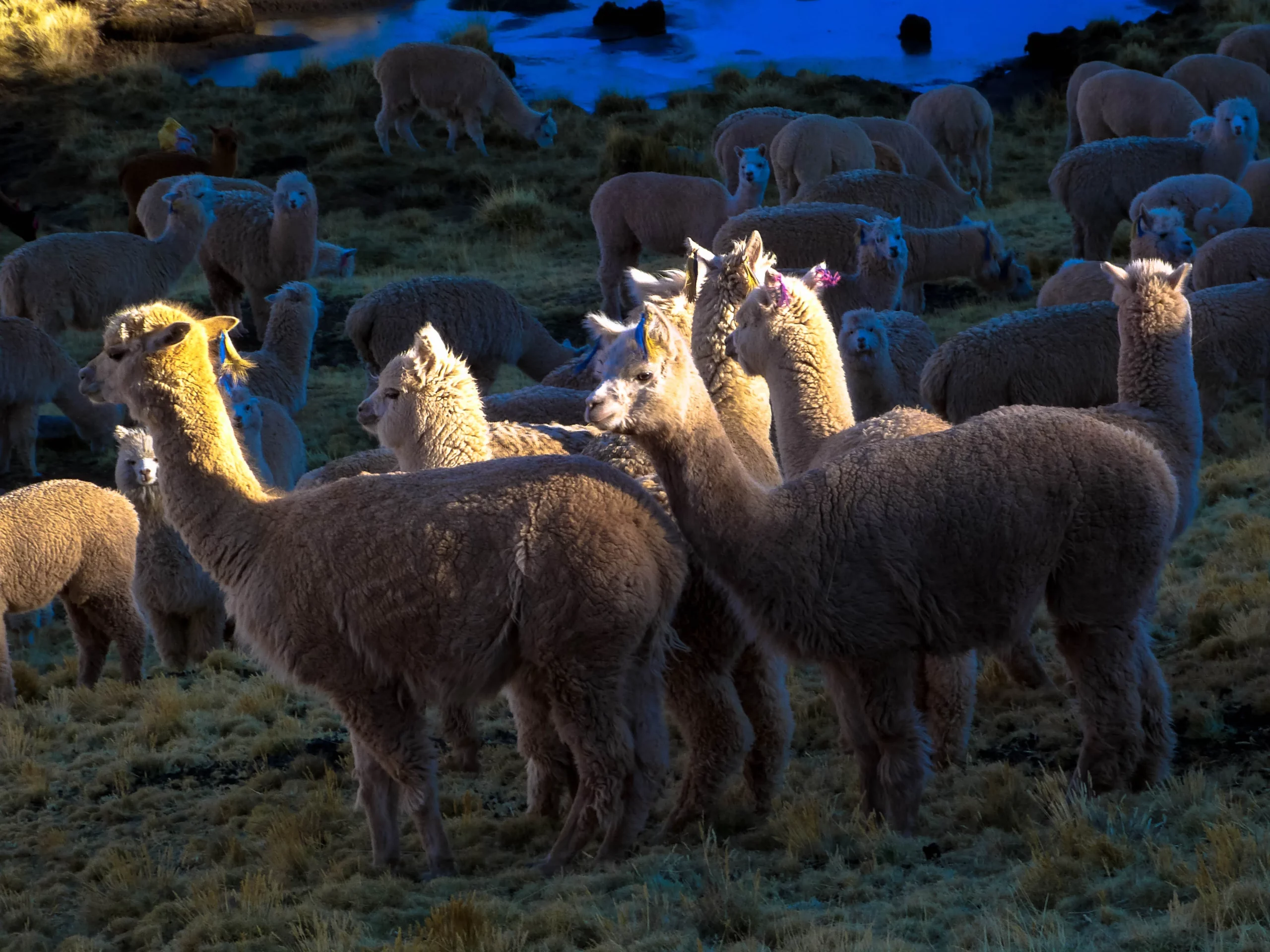 Troupea d'alapagas éclairés par le coucher du soleil dans la cordillère Pariacaca au Pérou