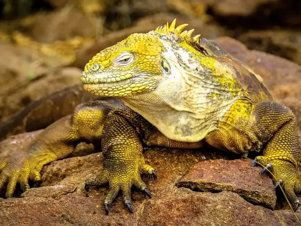 blog-guana202603