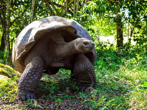 tortuga202606